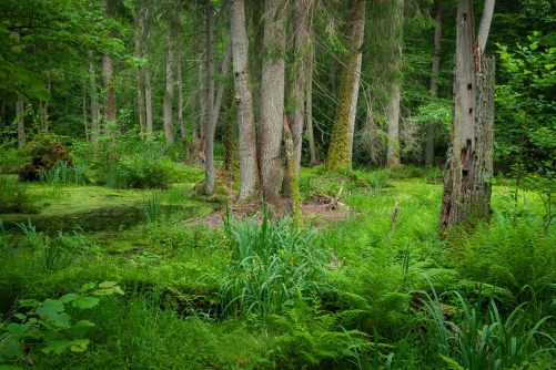 Frederic-Demeuse-WALD Photography-2